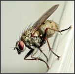 fly-control Fly on the wall
