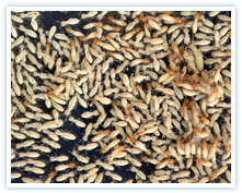 Termites at large